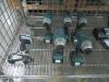 (5) MAKITA DRILL/DRIVERS, (6) ASSORTED MAKITA IMPACT DRIVERS, (5) MAKITA CHARGERS, (12) MAKITA BATTERIES - 2