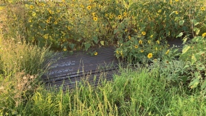 LOT OF ASSTD PIPE: APROX: 20FT, 40FT, 10FT, 22FT, 21FT(APROX 250 PIPES) (APROX 68 TONS) (LOCATION: Jourdanton, TX)